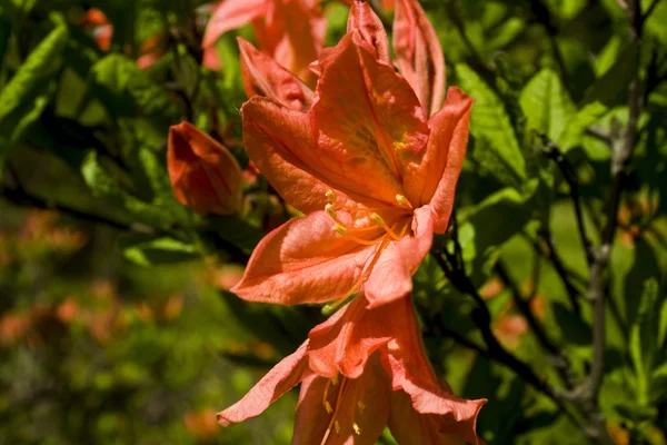 Flores silvestres e campo de trigo — Fotografia de Stock