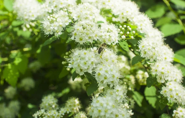 野生の花や麦畑 — ストック写真