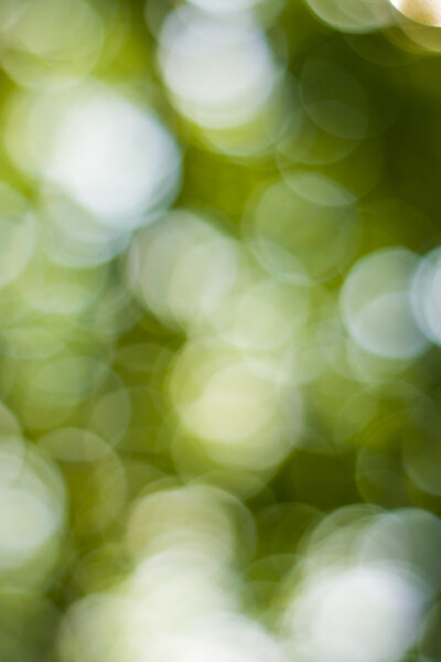 Мягкий зеленый природный боке фон
