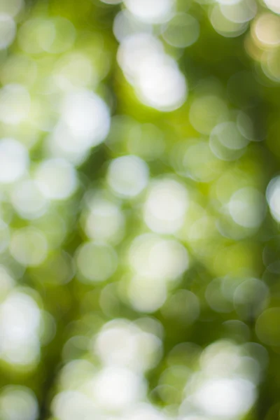 Soft green natural bokeh background — Stock Photo, Image