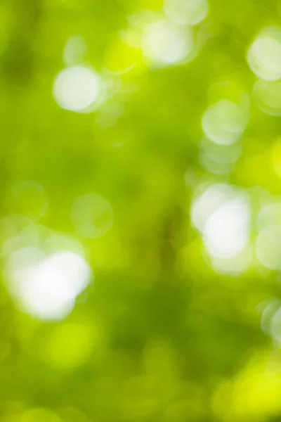 Soft green natural bokeh background — Stock Photo, Image