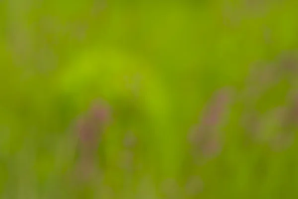 Miękki bokeh naturalne zielone tło — Zdjęcie stockowe