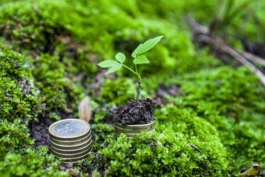 paralar moss zemin üzerinde art arda dizilmiş