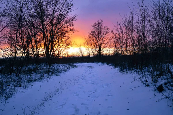 Ηλιοβασίλεμα Στο Δάσος Μεταξύ Των Στελεχών Των Δέντρων Κατά Χειμερινή — Φωτογραφία Αρχείου