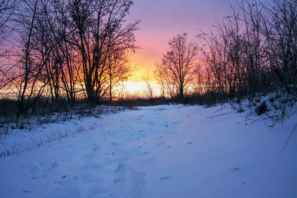 Ηλιοβασίλεμα Στο Δάσος Μεταξύ Των Στελεχών Των Δέντρων Κατά Χειμερινή — Φωτογραφία Αρχείου