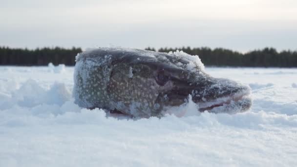 Grande luccio del nord Esox lucius. pesca invernale. Trofeo di pesca Focus selettivo — Video Stock