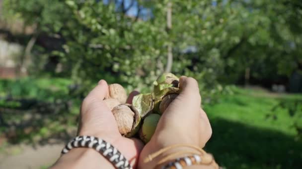 Świeże, nieoczyszczone orzechy włoskie w rękach farmera, zbliżenie. Skupienie selektywne — Wideo stockowe