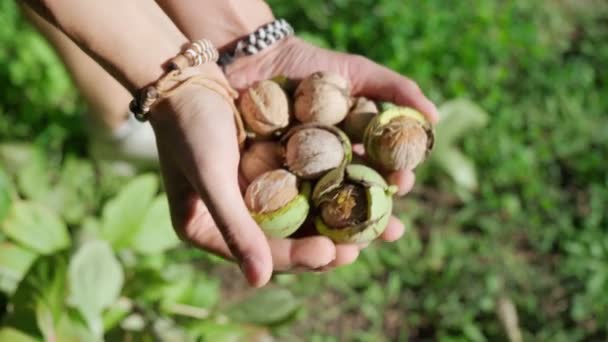Πράσινα καρύδια στα χέρια ενός αρσενικού αγρότη, κοντινό πλάνο. Επιλεκτική εστίαση — Αρχείο Βίντεο