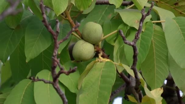 Walnuss ist die Mutter aller Bäume der Gattung Juglans Familie Juglandaceae, Juglans regia. — Stockvideo