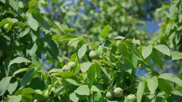 Το Walnut είναι ο καρπός κάθε δέντρου του γένους Juglans Family Juglandaceae, Juglans regia. — Αρχείο Βίντεο