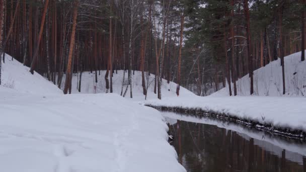 Kışın orman nehri. Kış ormanı akıntısı. Kış ormanı nehri akıyor — Stok video