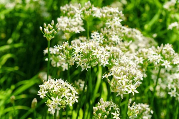 白花を咲かせる野生のニンニク アリウムウルシヌム植物 接近中だ 有機農業 健康食品 選択的フォーカス — ストック写真