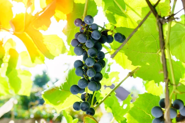 Zwarte Druiven Takken Van Wijngaard Close Selectieve Focus Druiventeelt Wijnbereiding — Stockfoto