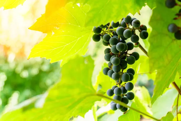 Black Grapes Branches Vineyard Close Selective Focus Grape Growing Wine — Stock Photo, Image