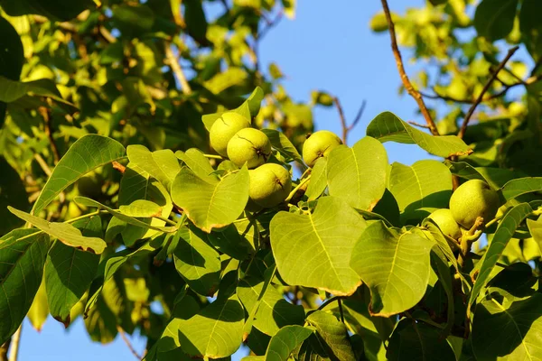Walnut Είναι Καρπός Κάθε Δέντρου Του Γένους Juglans Family Juglandaceae — Φωτογραφία Αρχείου