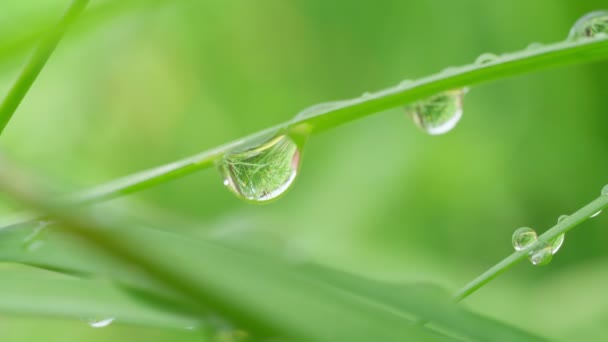 Morgendauw druppels op het gras close-up macro. Dew in zacht ochtendlicht. Selectieve focus — Stockvideo