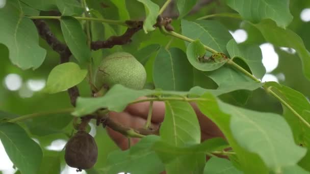 Färska orensade gröna valnötter i händerna på en manlig bonde, närbild. Selektiv inriktning — Stockvideo