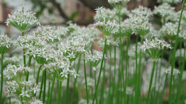 Kwitnące białe kwiaty dziki czosnek Allium ursinum roślin. Zbliżenie. Rolnictwo ekologiczne, zdrowa żywność, ukierunkowanie selektywne — Wideo stockowe