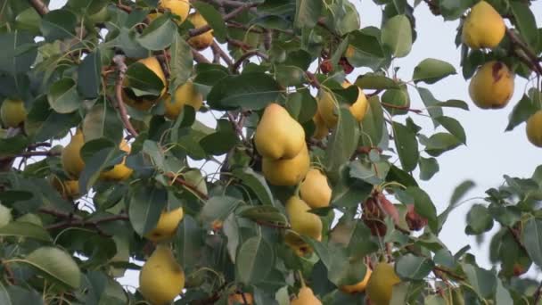 Pêras amarelas maduras suculentas penduradas em uma árvore de folha verde. Alimentos orgânicos, suco de pêra, Eco, pereira, frutas, colheita, pêras no jardim. — Vídeo de Stock