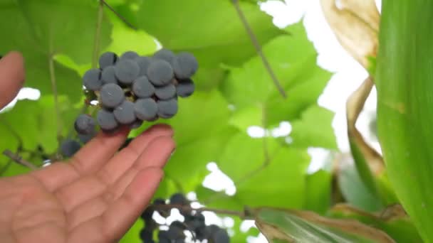 Dojrzałe czarne winogrona z bliska zbiorów. Roślina. Rosną owoce. Skupienie selektywne — Wideo stockowe