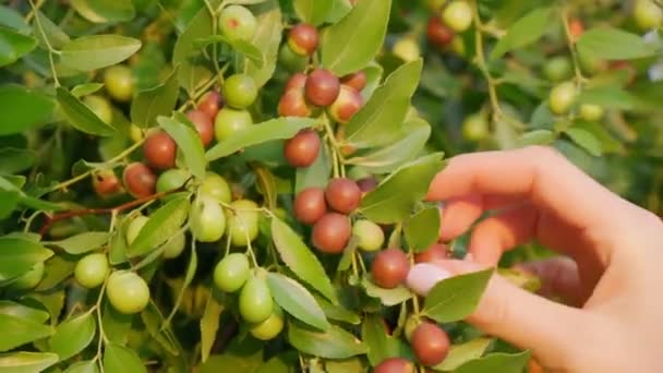 Plody ziziphus juba na větvích stromů v zahradě zblízka, zralé plody čínských datlí. Selektivní zaměření — Stock video