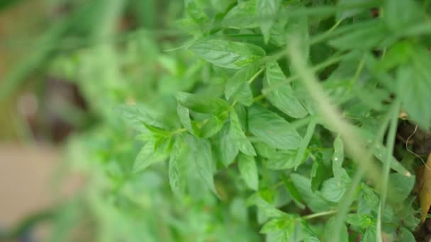 Mynta bakgrund med gröna blad. Blad av gräs i trädgården selektivt fokus. Vertikal video — Stockvideo