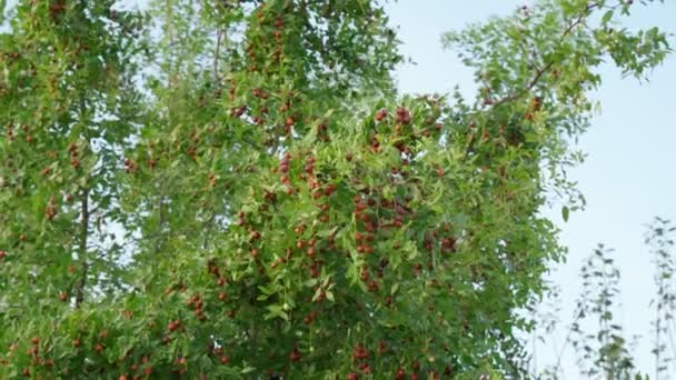 Ziziphus jujuba, genellikle jujube olarak bilinir, kırmızı tarih, Çin tarihi. Bir dalda asılı, hasat — Stok video