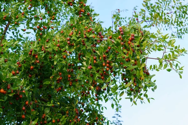 Fecha China Ziziphus Jujuba Comúnmente Llamado Jujube Fecha Roja Colgando —  Fotos de Stock