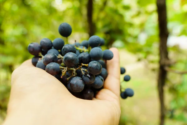 Ripe Black Grapes Close Harvesting Plant Fruit Growing Selective Focus — Stock Photo, Image