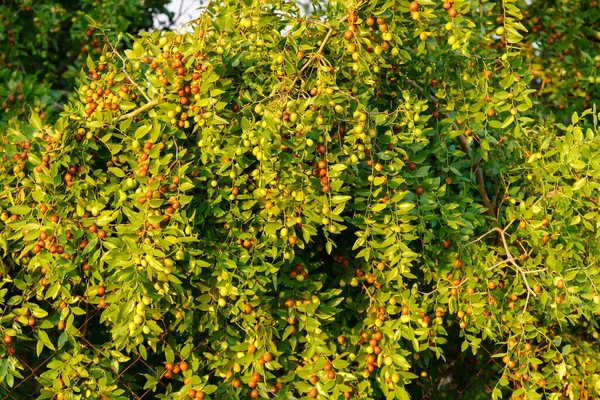 Φρούτα Από Ziziphus Juba Στα Κλαδιά Των Δέντρων Στον Κήπο — Φωτογραφία Αρχείου