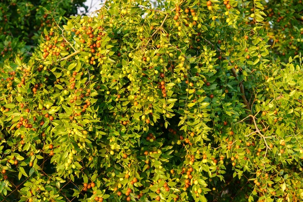 Frutos Ziziphus Juba Las Ramas Los Árboles Jardín Cerca Frutos —  Fotos de Stock