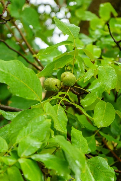 Gröna Omogna Valnötter Hänger Gren Gröna Blad Och Omogna Valnötter — Stockfoto