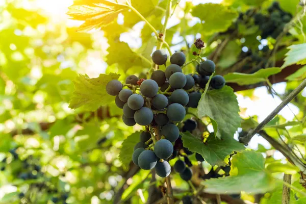 Schwarze Trauben Den Zweigen Des Weinbergs Aus Nächster Nähe Selektiver — Stockfoto