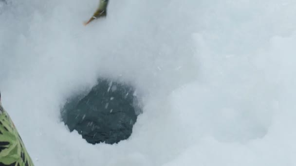 Vinterisfiske, abborre fiskare fånga på is. Selektiv inriktning — Stockvideo