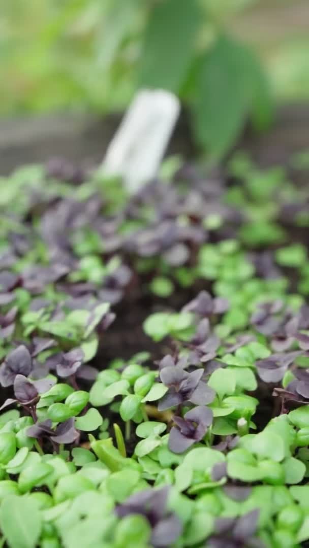 A bazsalikom levelek zöld természetes gyógynövények. Szelektív fókusz. Egészséges fűszereket termesztek. Függőleges videó — Stock videók
