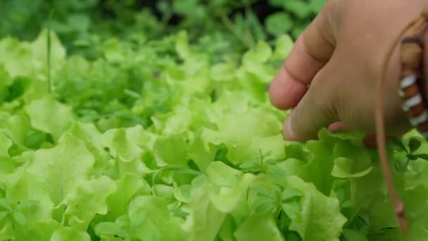 Зеленые листья салата растут на поле. Органический салат готов к сбору урожая. Свежие листья салата, закрыть. — стоковое видео