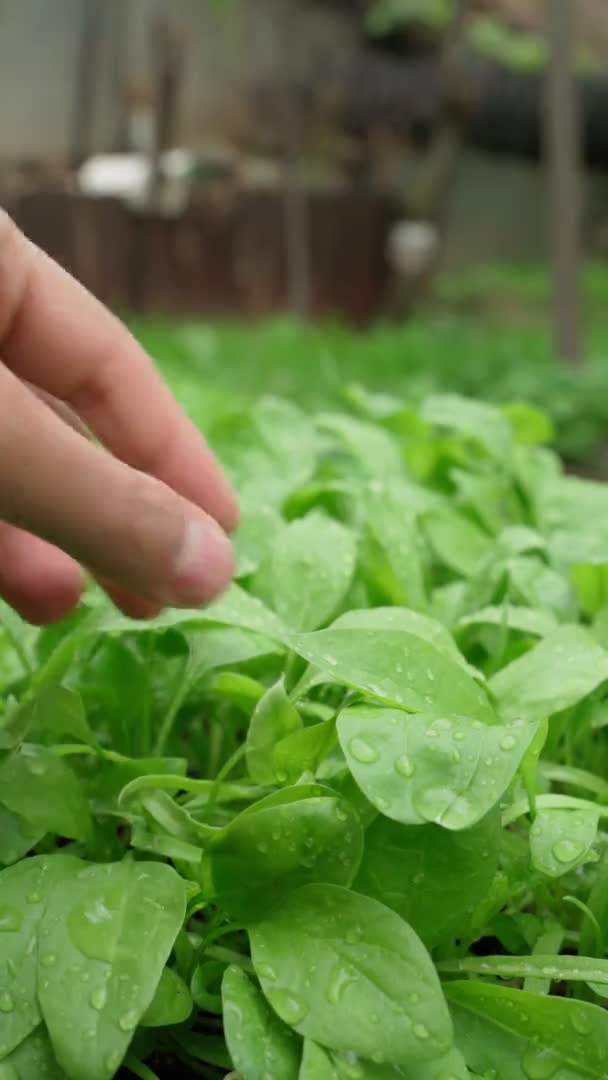 Taze ıspanak yaprakları, seçici odaklanma. Sağlıklı vitamin yiyeceği konsepti. Dikey video — Stok video