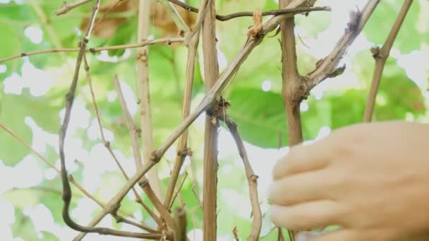 Pruning of a cultivar vine with garden secateurs in the autumn vineyard. Selective focus — Stock Video