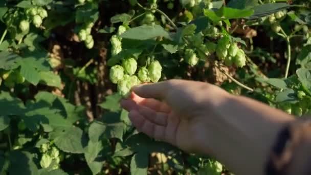 Rauwe hop bloemen in de hand gebruikt voor hoge kwaliteit bier. Selectieve focus — Stockvideo