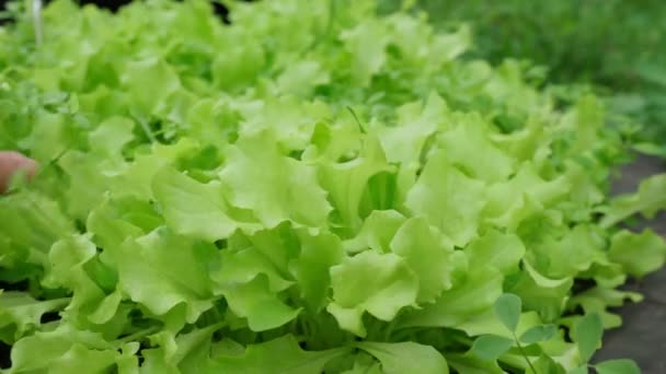 Лактука сатива зеленые листья, крупным планом. Листья салата в садовой кровати. Урожай — стоковое видео