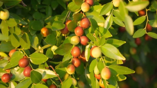 Ziziphus jujujuba, powszechnie nazywany jujube, czerwona data. Roślina, Ogród Organiczny — Wideo stockowe