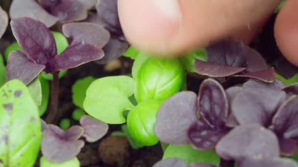 A bazsalikom levelek zöld természetes gyógynövények. Szelektív fókusz. Egészséges fűszerek termesztése — Stock videók