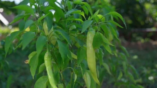 Mogen grön paprika som hänger på växten i en grönsaksträdgård. Ekologisk skörd av grönsaker. — Stockvideo