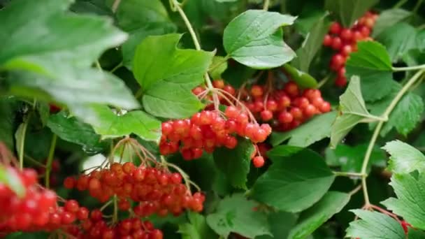 Горсть красных ягод гелдерской розы или Вибурнума. Помойте капли после дождя. Селективный фокус — стоковое видео