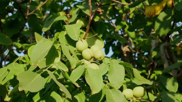 Gröna omogna valnötter hänger på en gren. Gröna blad och omogna valnötter. Råa valnötter i ett grönt nötskal. Frukter av valnöt. — Stockvideo