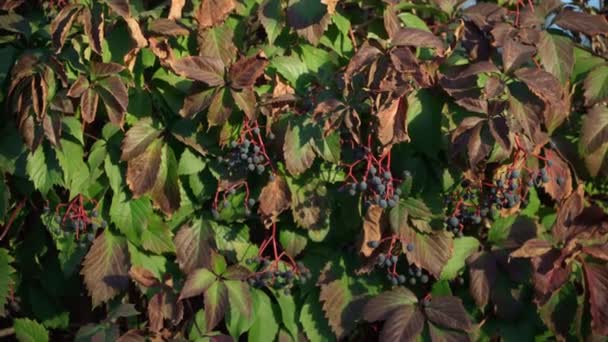 Parthenocissus quinquefolia Parthenocissus inserta grape jest drzewiastą winoroślą z rodzaju winogron panny. Tekstura tła — Wideo stockowe