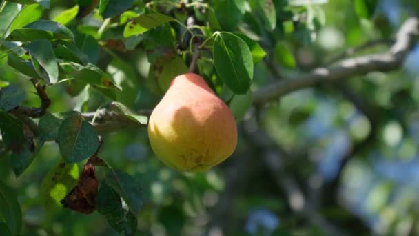 Poire sur un arbre. Récolte de fruits. Le concept d'une alimentation saine, un régime végétarien d'aliments crus. Soirée d'automne. — Video