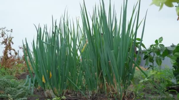 Zielone łodygi cebuli w ogrodzie warzywnym. Gospodarstwo ekologiczne, przemysł rolniczy. Skupienie selektywne — Wideo stockowe