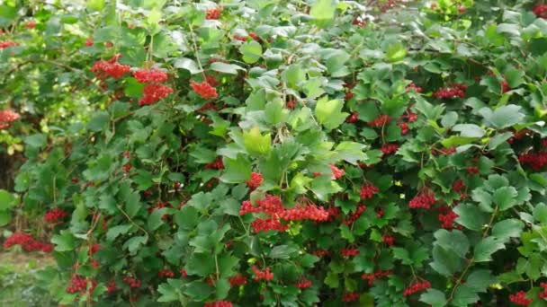 Manojos de bayas rojas de una rosa Guelder o Viburnum. Frote con gotas después de la lluvia. Enfoque selectivo — Vídeos de Stock
