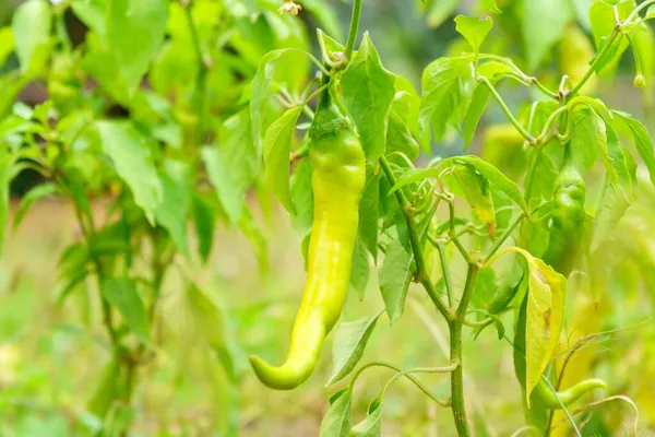 Groene Peper Oogsten Gezond Dieet Voedsel Biologische Eco Groente Oogst — Stockfoto